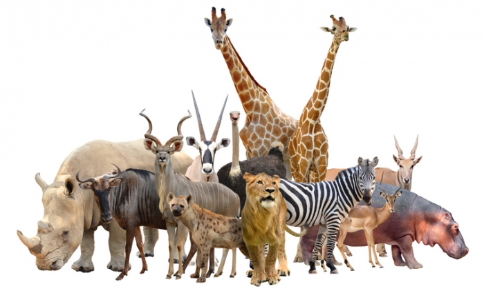 A group of African animals